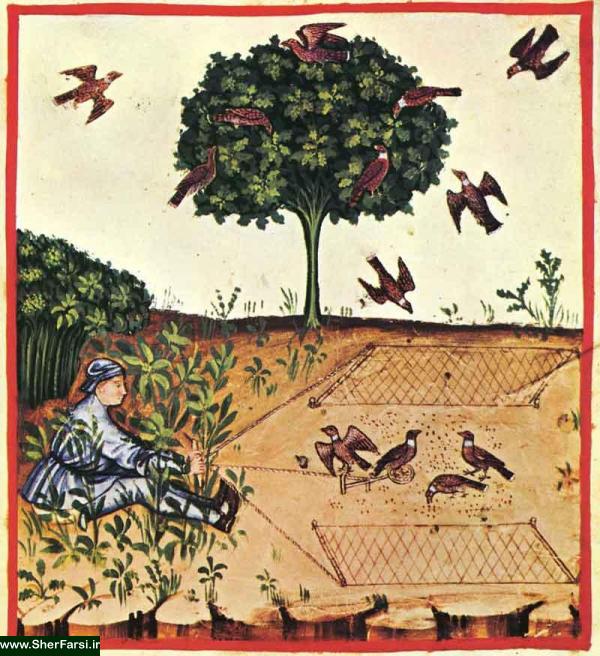 مرغ زیرک